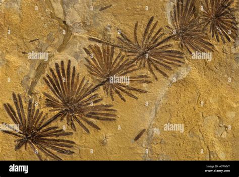 Horsetail fossil hi-res stock photography and images - Alamy