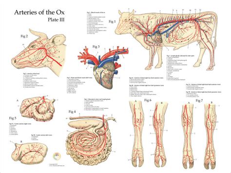 Ox Bovine Arteries Anatomy Poster