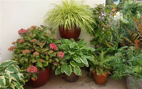 Landscaping with Hydrangeas and Hostas: The Ultimate Duo