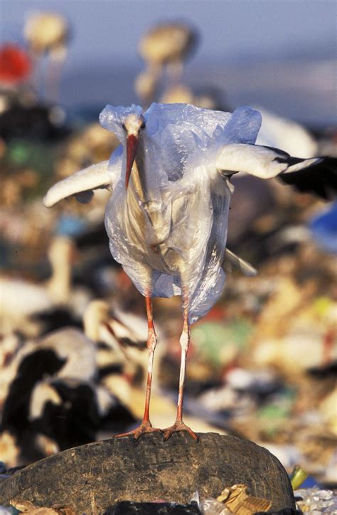 17 fotos que muestran cómo daña la basura a los animales marinos ...