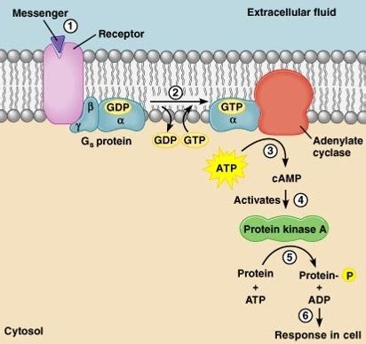 Kondo Physiology, Exam 1, cAMP Pathway (Second messenger system ...