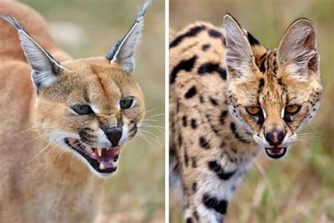 Caracal vs Serval: What’s the Difference?