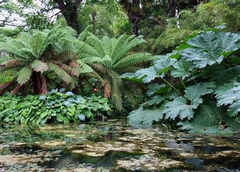 COLD HARDY PLANTS WITH GIANT LEAVES |The Garden of Eaden