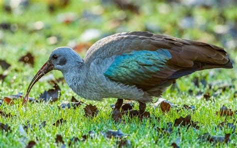 Hadeda Ibis (Bostrychia hagedash) | Birds, Bird, Animals