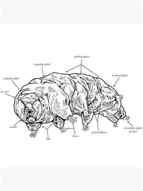 "Tardigrade Anatomy" Photographic Print for Sale by CloodleOodle | Redbubble