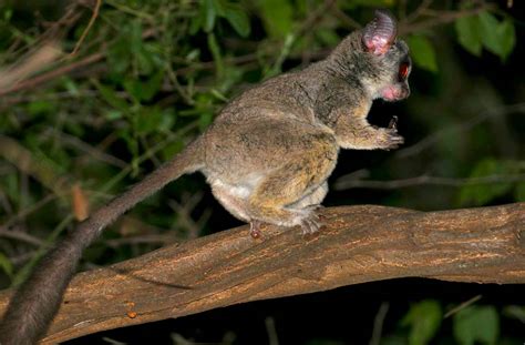 Lesser Galago Profile, Description, Behavior, Diet, Facts - Primates Park