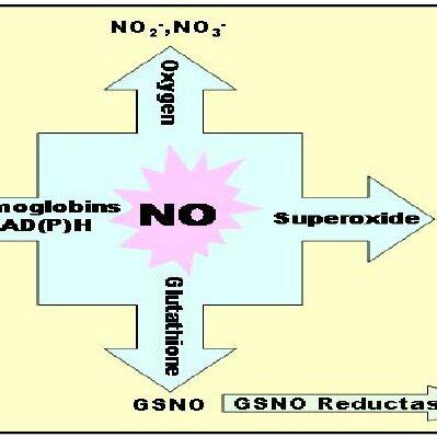 Schematic representation of the nitric oxide synthesis. | Download Scientific Diagram