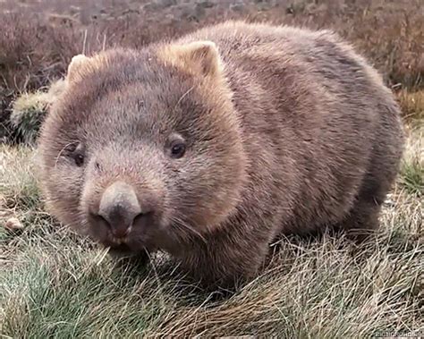 Wombat GIFs - Get the best GIF on GIPHY