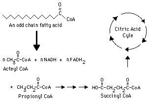 Propionic Acid Pathway - Biochemistry - Medbullets Step 1