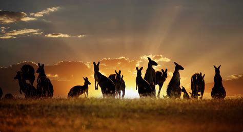 Kangaroo Wallpapers - Top Free Kangaroo Backgrounds - WallpaperAccess