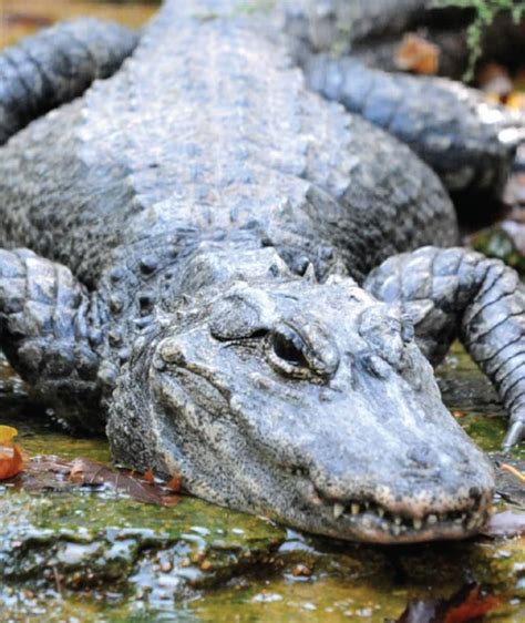 Saint Louis Zoo | Chinese Alligator