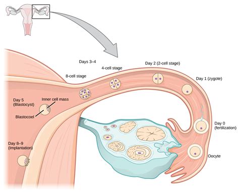 Human Pregnancy and Birth · Biology