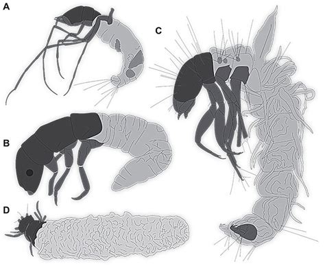 Caddisfly larvae from amber: Figures