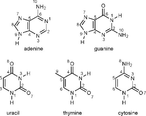 Explain the Structural Differences Between Cytosine Uracil and Thymine ...