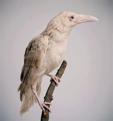 Super Rare Albino Raven That Talks | Vogels tatoeage, Kraai, Dieren