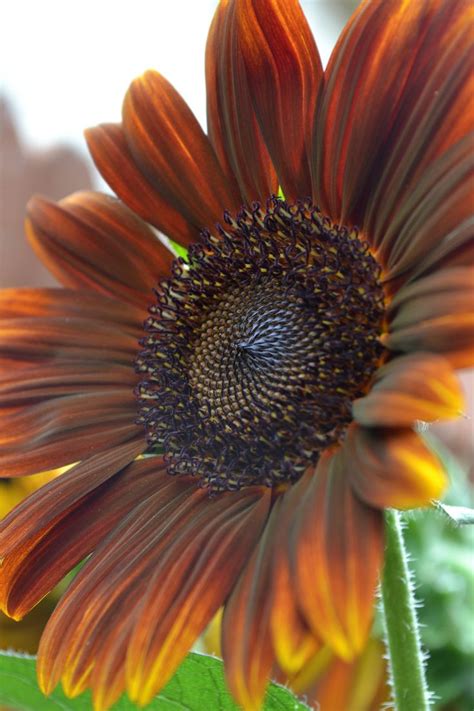 Beautiful brown sunflower. Have had a wonderful time photographing ...