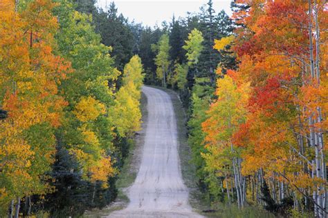 Fall Foliage in Grand Canyon 2024 - Rove.me