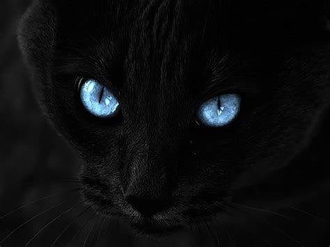 🔥 Download Black Cat Wallpaper by @tchristensen50 | Black Cat Wallpapers, Black Cat Wallpapers ...