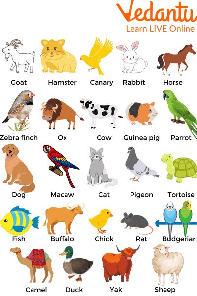 Pet Animals Names Learn with Examples for Kids