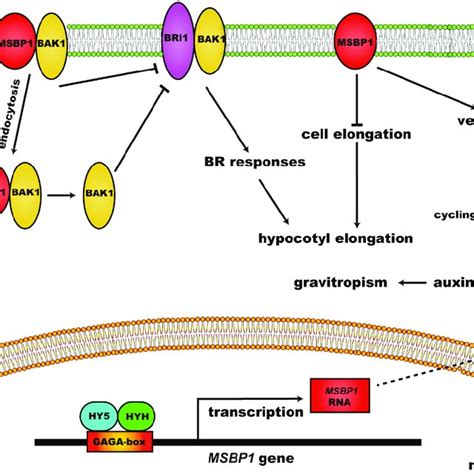 The regulatory function and mechanism of MSBP1 on hypocotyl growth and... | Download Scientific ...