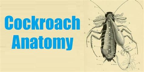 Anatomy of Cockroach with Details Picture - Best Roach Killer