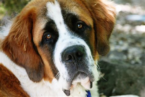 Saint Bernard - Poochpedia