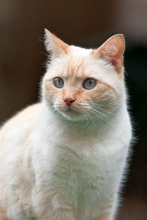 13 Most Popular Siamese Cat Colors I The Discerning Cat