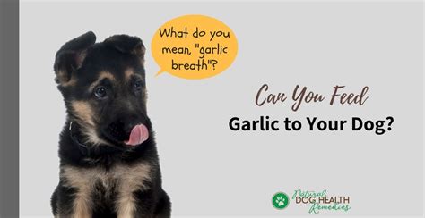 Is Garlic Safe for Dogs? | How Much Garlic Can a Dog Safely Eat?