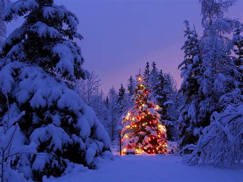 Christmas Forest Wallpapers - Top Free Christmas Forest Backgrounds ...