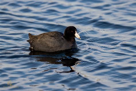 Water Birds - Dave Weldon