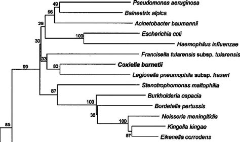 Phylogenetic relations within the phylum proteobacteria. A dendrogram... | Download Scientific ...