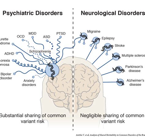 Research shows genetic link between psychiatric disorders » McKnight ...