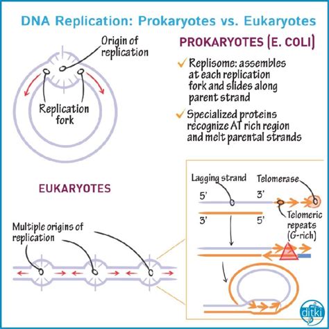 Dna Replication Process In Prokaryotes - Worksheets