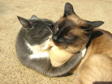 Blue-White Cat vs. Siamese Twin-Cat: Round Two — Russian Cats Pictures