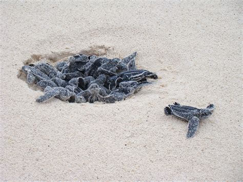 File:Leatherback Turtle eggs hatching at Eagle Beach, Aruba.jpg - Wikimedia Commons
