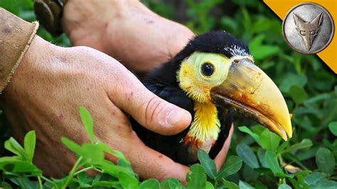 Coyote Peterson Feeds a Hungry Rescued Baby Toucan a Yummy Fruit Salad Using a Spoon