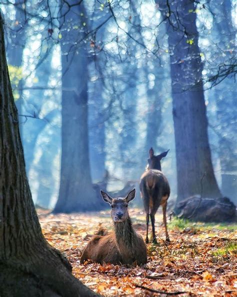 MAGICAL CREATURES IN A MAGICAL FOREST A peaceful and beautiful moment from my journey through ...