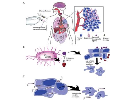 Tumor‑targeting bacterial therapy: A potential treatment for oral cancer (Review)