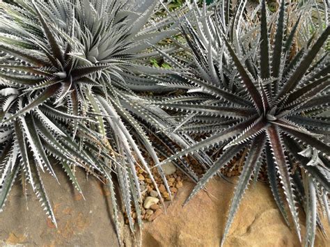 Desert Plants / Plants That Grow In Arid Conditions Stock Image - Image ...