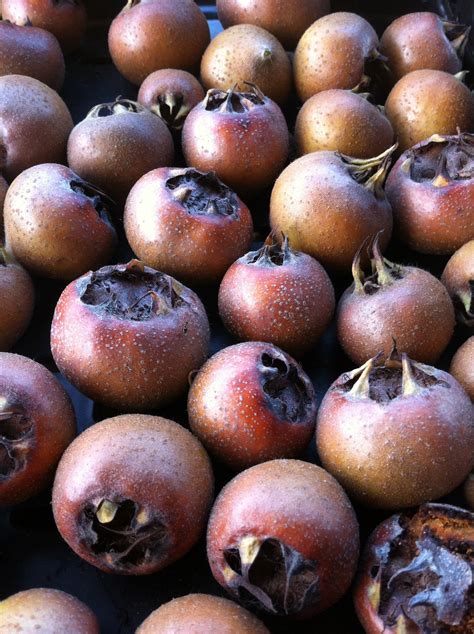 Medlar: Ancient, Delicious, and…Rotten? — Home Orchard Education Center