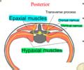 muscles of the back Flashcards | Quizlet