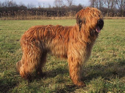 File:Briard fauve.JPG - Wikipedia