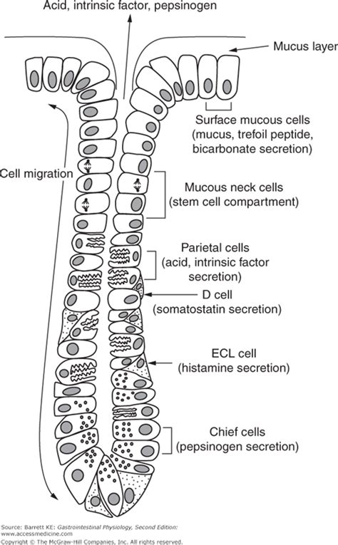 Gastric Secretion | Basicmedical Key