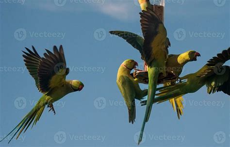 Green Parakeets on Birdfeeder 33056965 Stock Photo at Vecteezy