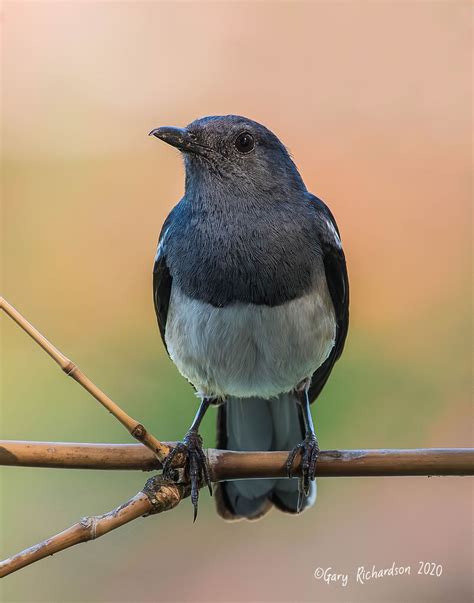 oriental magpie robin | BirdForum