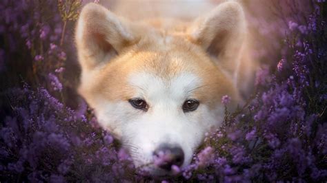 Download Purple Flower Cute Flower Puppy Animal Akita HD Wallpaper