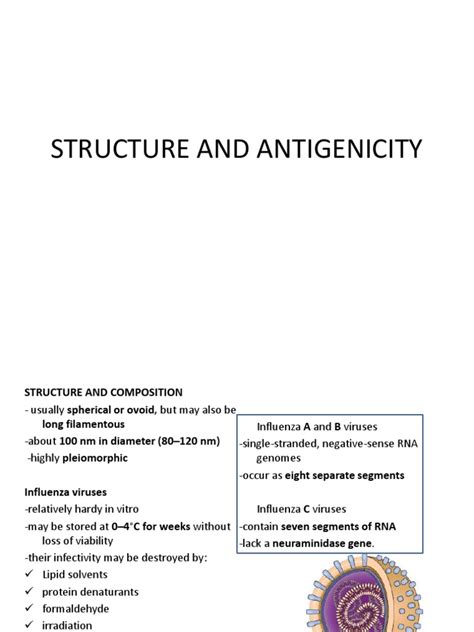 Structure and Antigenicity of Orthomyxoviridae | PDF | Virus | Rna