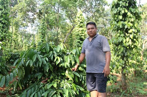 Mekong coffee growers struggle with drought and heating climate