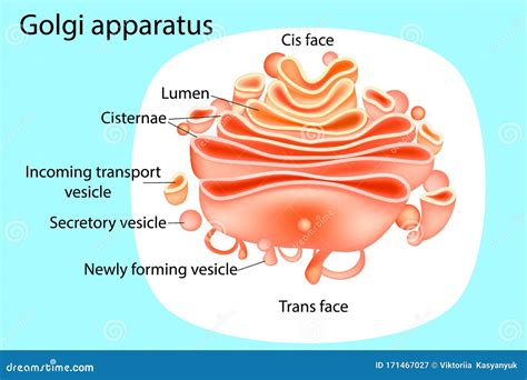 Golgi-apparat Diagram vektor illustrationer. Illustration av endoplasmisk - 171467027