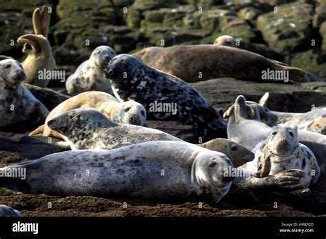 Grey Seals on the Farne Islands, Northumberland Stock Photo - Alamy